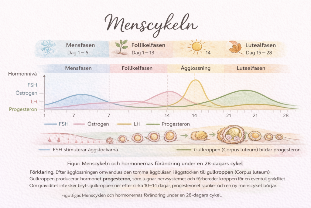 Illustration som visar hormoncykeln